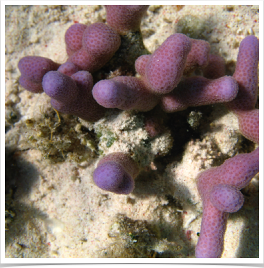 Purple Finger Coral(Porites divaricata) - Anegada reef. Geologically distinct island composed of limestone and coral.